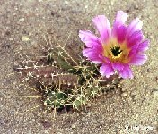 Echinocereus pentalophus ssp. procumbens JLcoll.1241.jpg